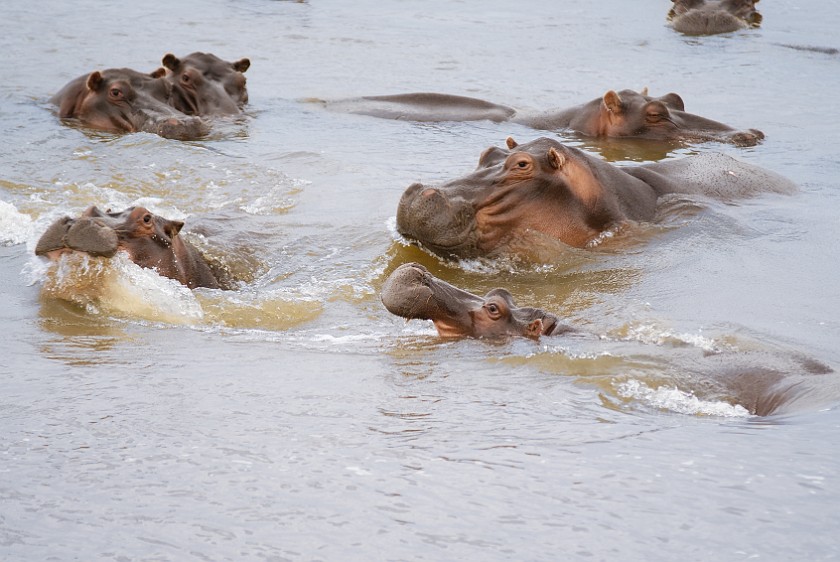 Kruger National Park. Hippopotamus. Olifants Rest Camp. .