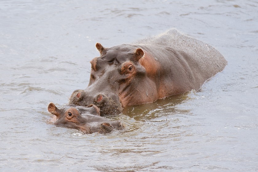 Kruger National Park. Hippopotamus. Olifants Rest Camp. .