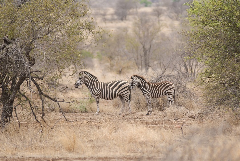 Kruger National Park. Zebras. Olifants Rest Camp. .