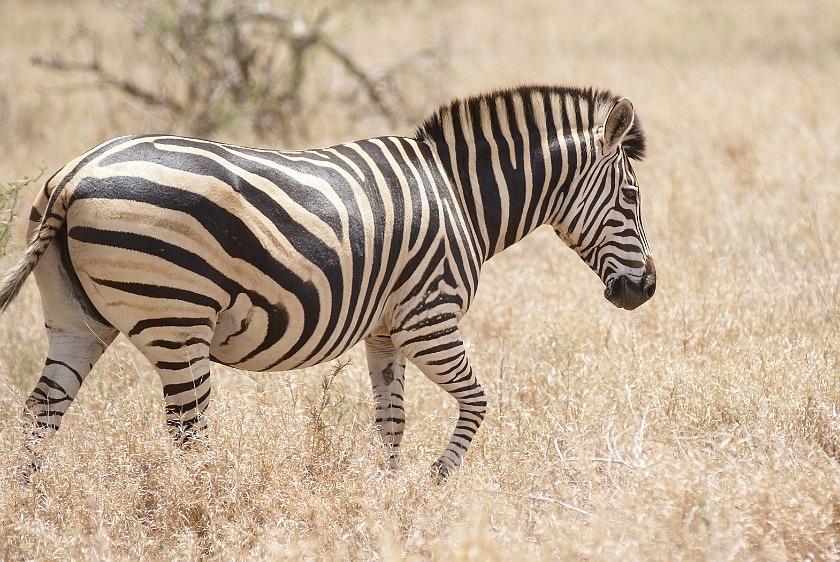 Kruger National Park. Zebra. Olifants Rest Camp. .