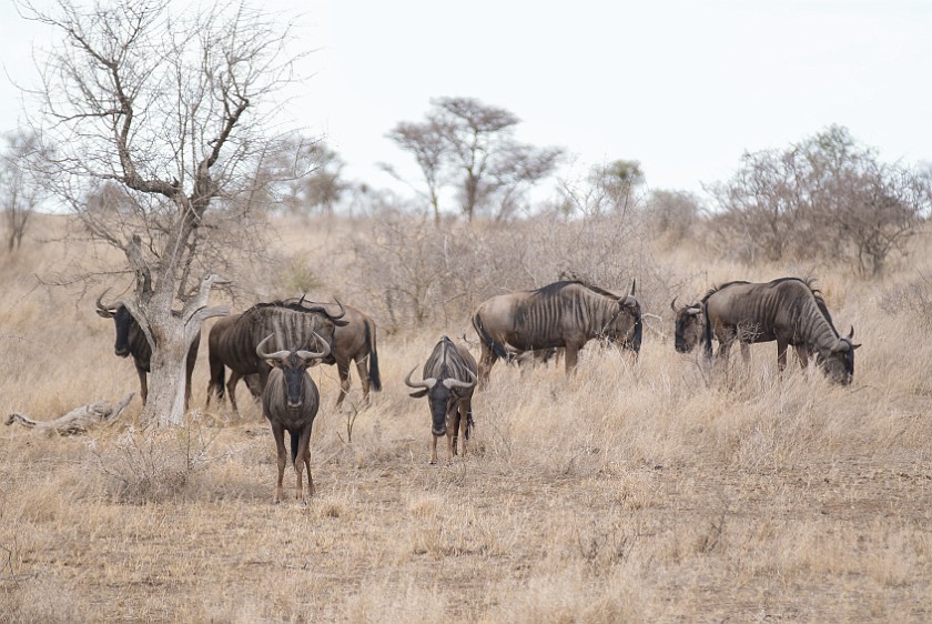 Kruger National Park. Wildebeest. Olifants Rest Camp. .