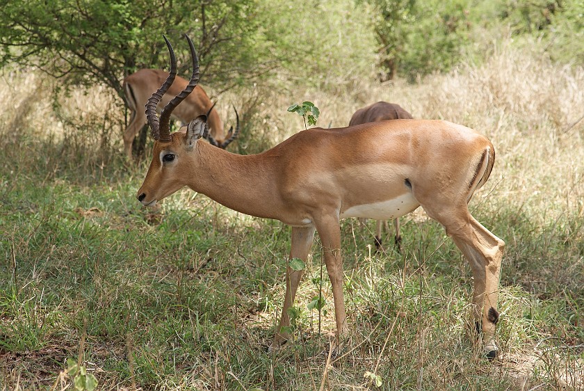 Kruger National Park. Impala. Olifants Rest Camp. .