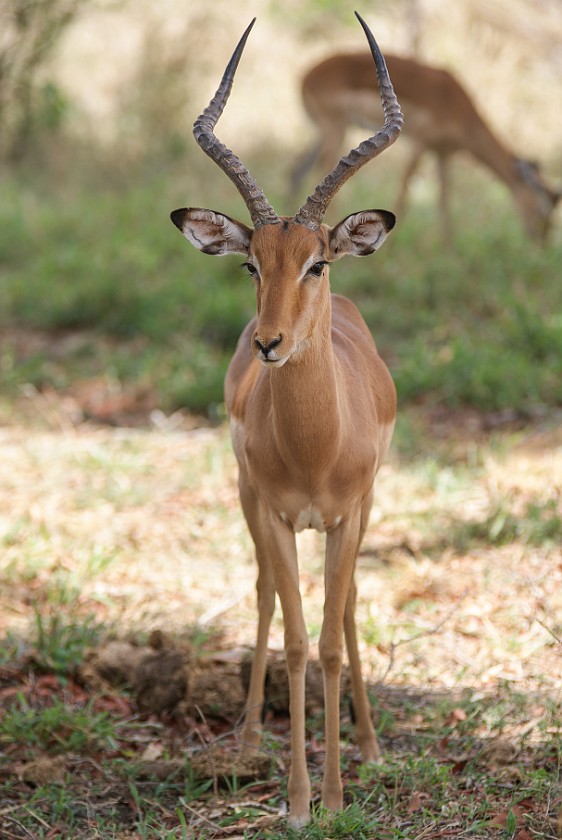 Kruger National Park. Impala. Olifants Rest Camp. .