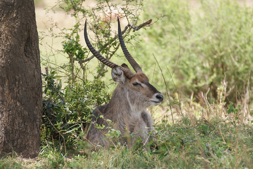 Kruger National Park. Waterbuck. Olifants Rest Camp. .