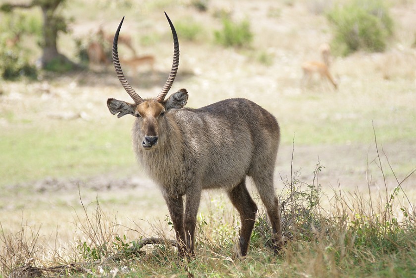 Kruger National Park. Waterbuck. Olifants Rest Camp. .