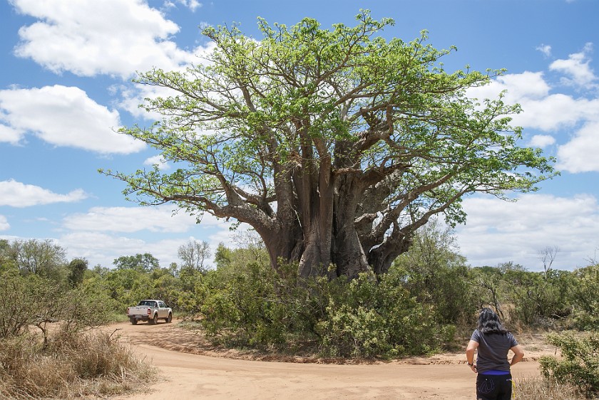 Kruger National Park. Baobab tree. Tshokwane. .