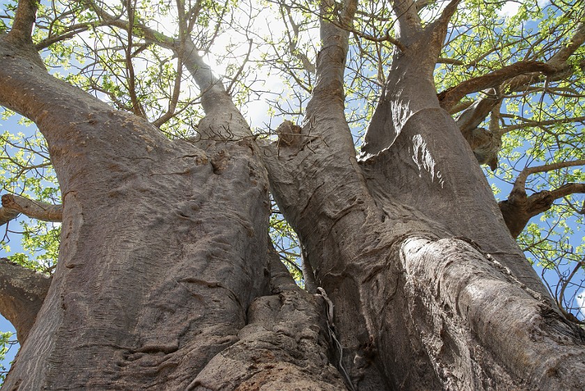 Kruger National Park. Baobab tree. Tshokwane. .