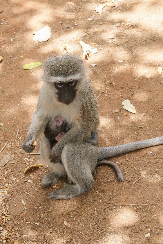 Kruger National Park. Monkey. Tshokwane. .