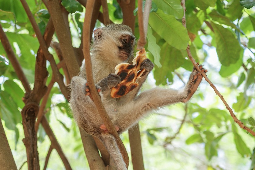 Kruger National Park. Monkey. Tshokwane. .