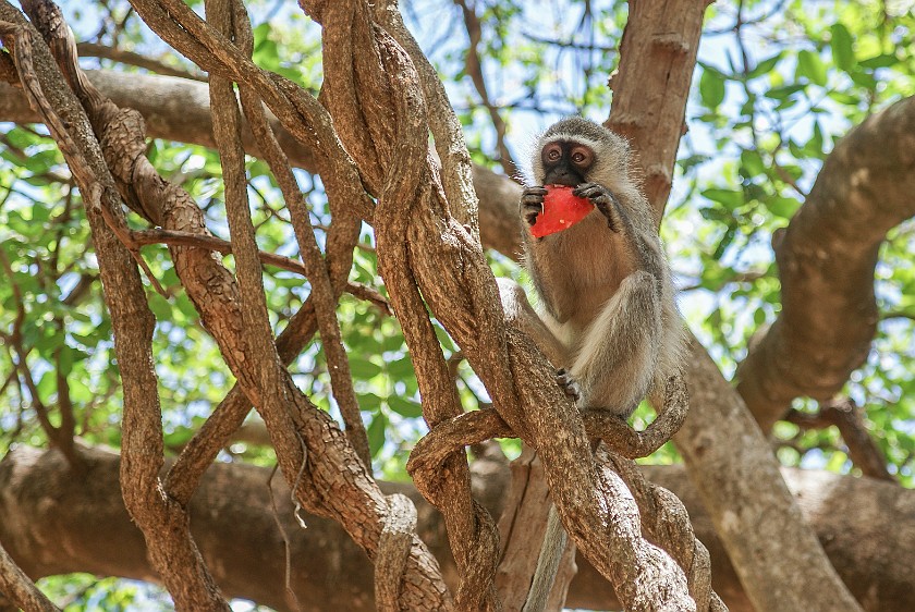 Kruger National Park. Monkey. Tshokwane. .