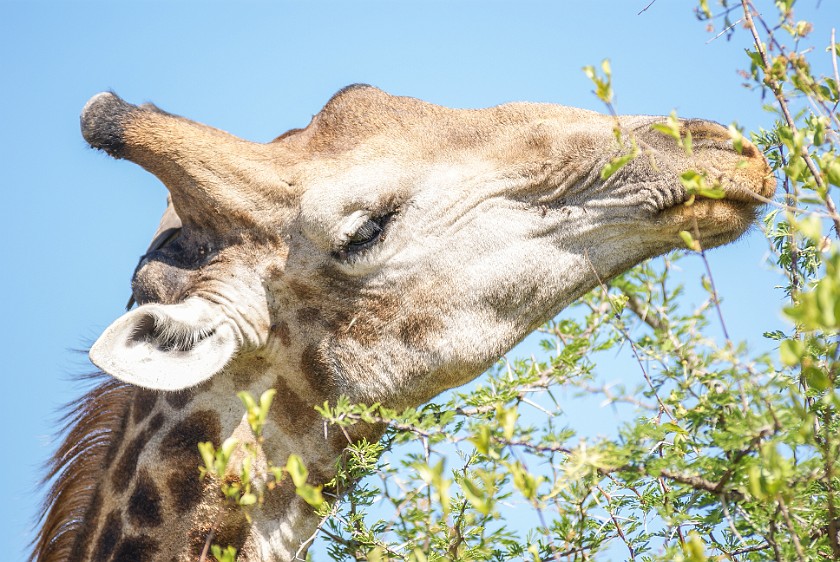 Kruger National Park. Giraffe at Olifants waterhole. Tshokwane. .