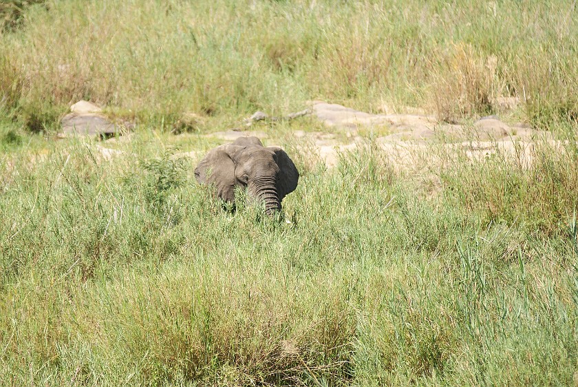 Kruger National Park. Elephant. Skukuza. .