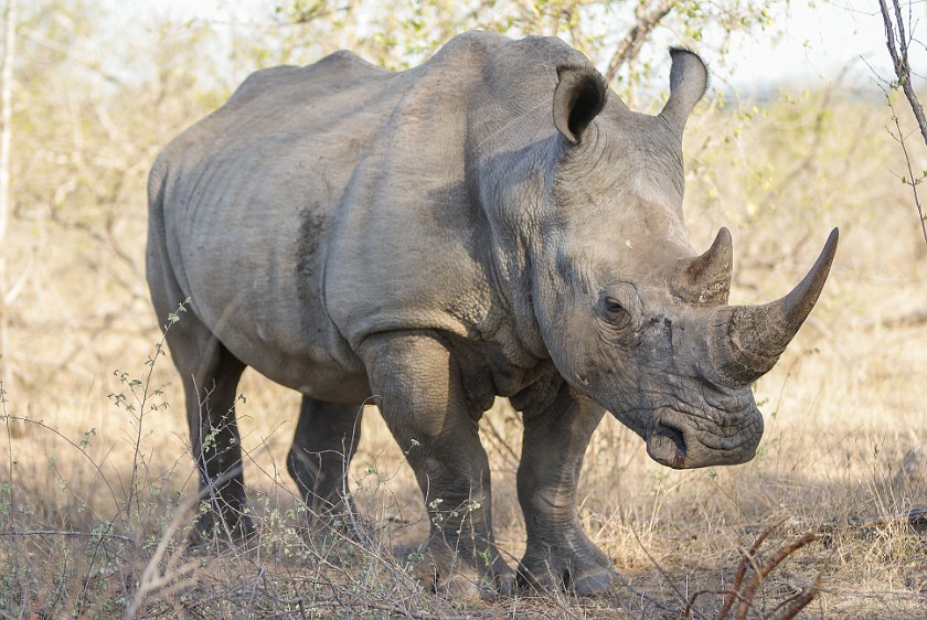 Kruger National Park. White rhinoceros. Berg-en-Dal Rest Camp. .