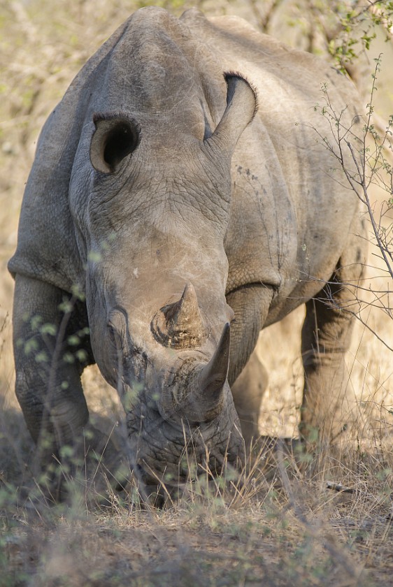 Kruger National Park. White rhinoceros. Berg-en-Dal Rest Camp. .