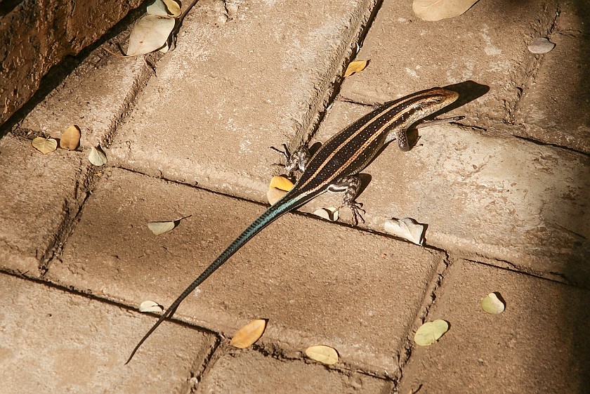 Kruger National Park. Lizard. Berg-en-Dal Rest Camp. .