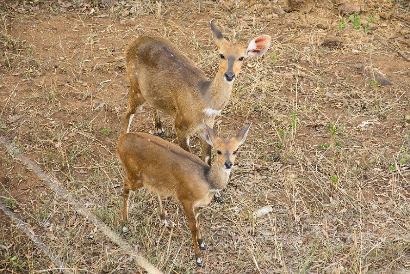 Kruger National Park. Bushbucks. Berg-en-Dal Rest Camp. .