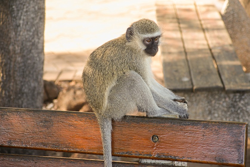 Kruger National Park. Monkey. Berg-en-Dal Rest Camp. .