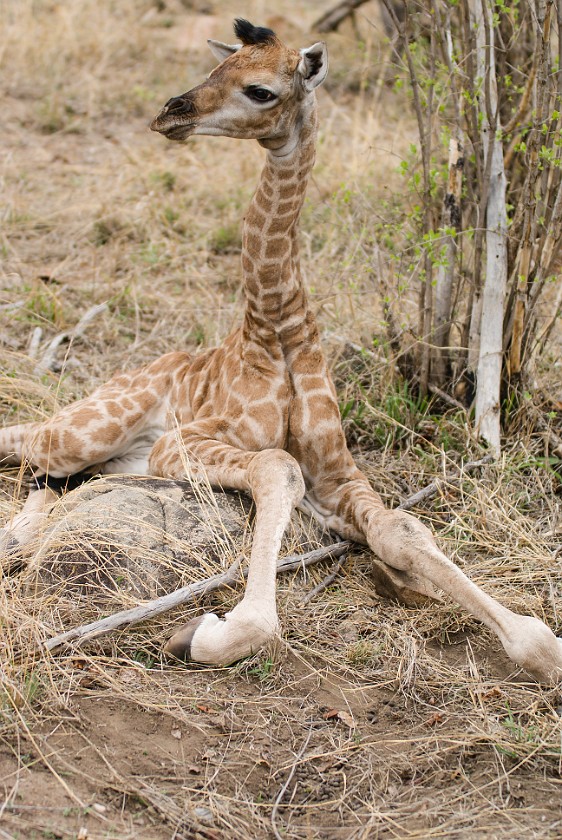 Kruger National Park. Newborn giraffe. Berg-en-Dal Rest Camp. .