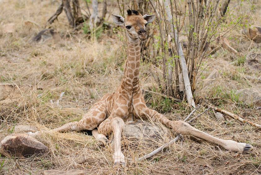 Kruger National Park. Newborn giraffe. Berg-en-Dal Rest Camp. .