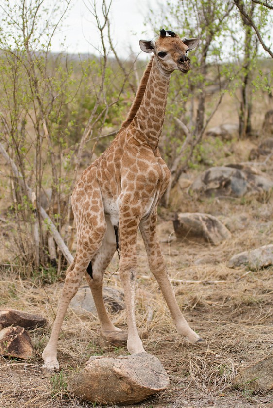 Kruger National Park. Newborn giraffe, standing for the first time. Berg-en-Dal Rest Camp. .