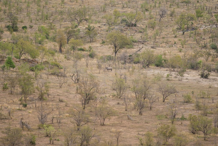 Kruger National Park. Black rhinoceros. Berg-en-Dal Rest Camp. .