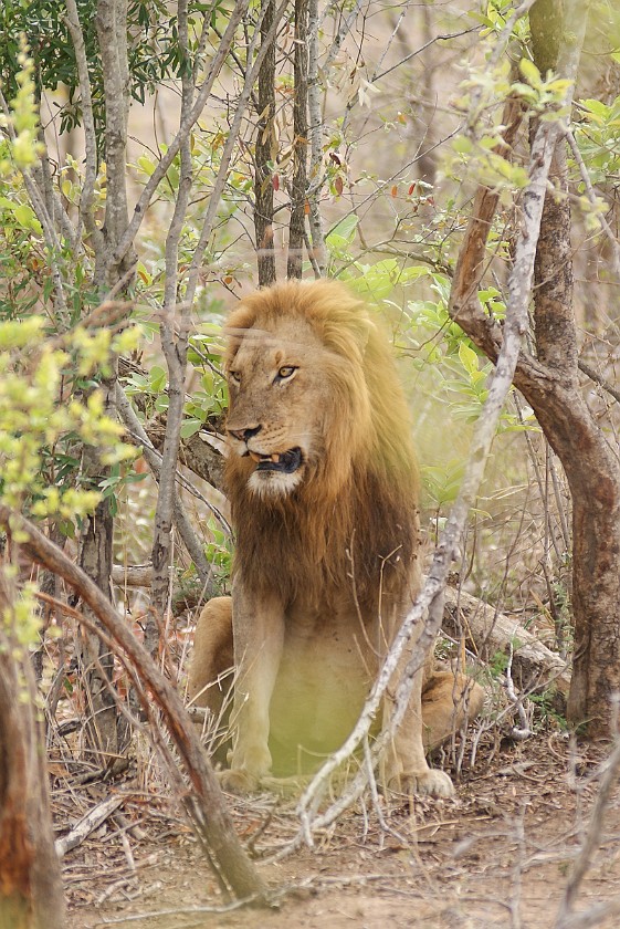 Kruger National Park. Lion. Berg-en-Dal Rest Camp. .