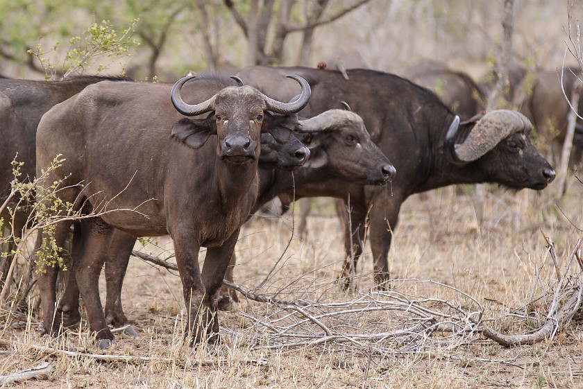 Kruger National Park. Cape buffalos. Berg-en-Dal Rest Camp. .