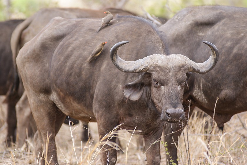 Kruger National Park. Cape buffalo. Berg-en-Dal Rest Camp. .