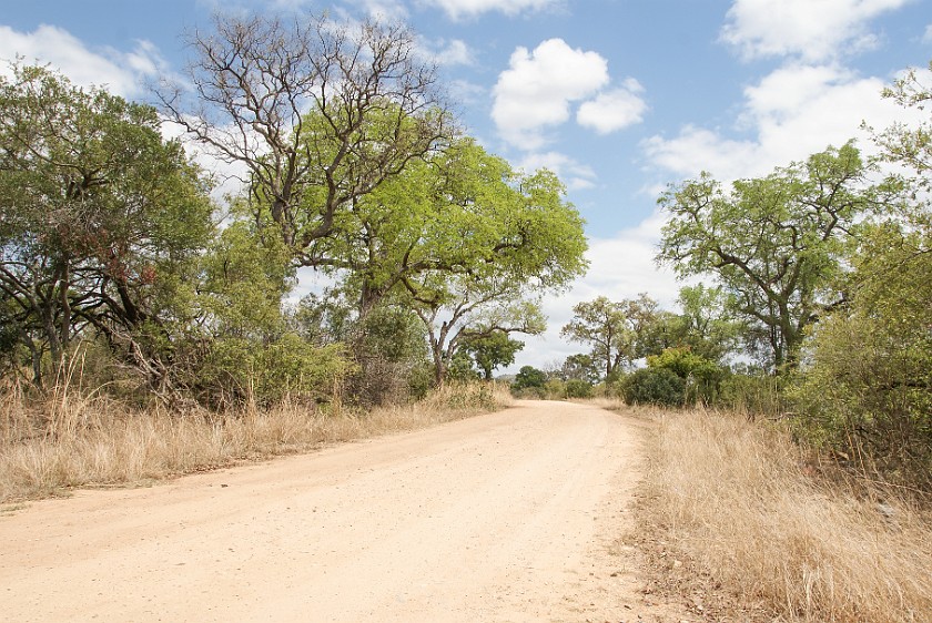 Kruger National Park. Bush road. Berg-en-Dal Rest Camp. .