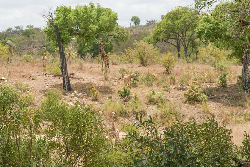 Kruger National Park. Giraffes. Berg-en-Dal Rest Camp. .