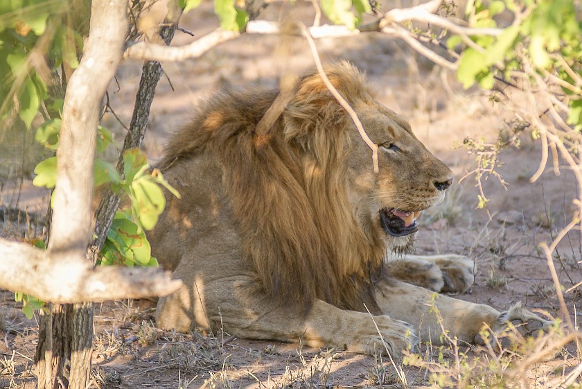 Kruger National Park. Lion. Berg-en-Dal Rest Camp. .