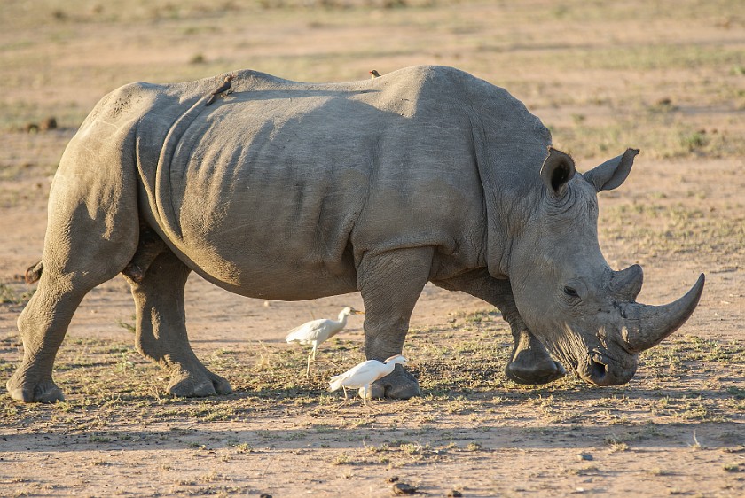 Kruger National Park. White rhinoceros. Berg-en-Dal Rest Camp. .