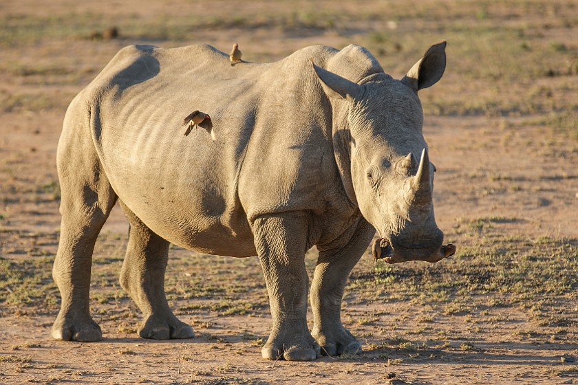 Kruger National Park. White rhinoceros. Berg-en-Dal Rest Camp. .