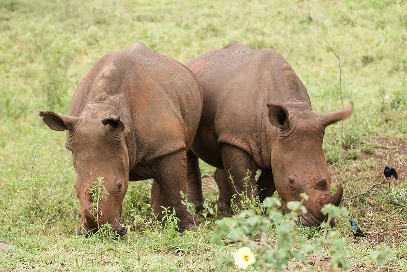 Hluhluwe-Imfolozi Game Reserve. White rhinoceros. Hluhluwe. .