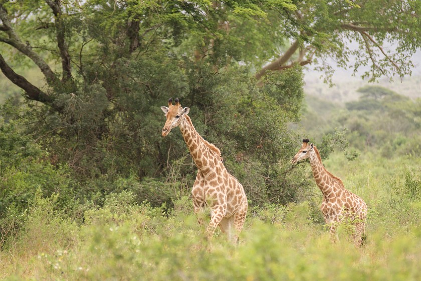 Hluhluwe-Imfolozi Game Reserve. Giraffes. Hluhluwe. .