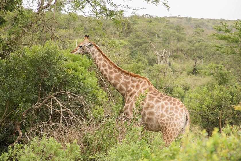 Hluhluwe-Imfolozi Game Reserve. Giraffe. Hluhluwe. .