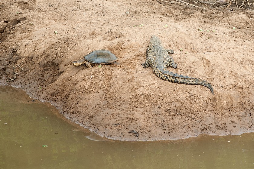 Hluhluwe-Imfolozi Game Reserve. Crocodile and turtle. Hluhluwe. .