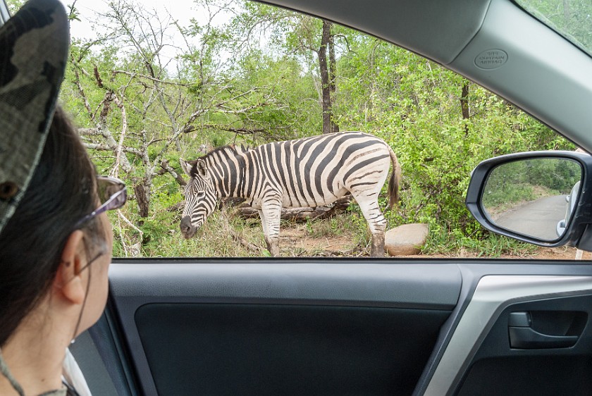 Hluhluwe-Imfolozi Game Reserve. View from car on a zebra. Imfolozi. .