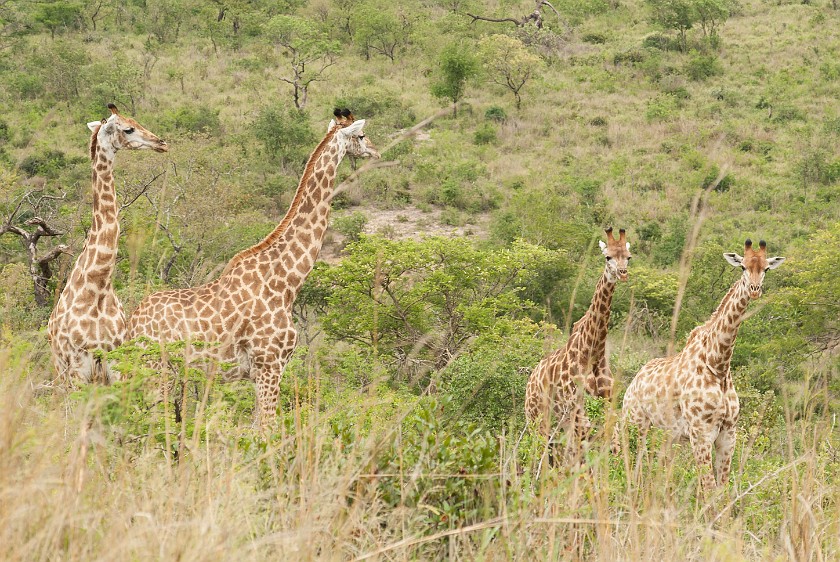 Hluhluwe-Imfolozi Game Reserve. Giraffes. Imfolozi. .