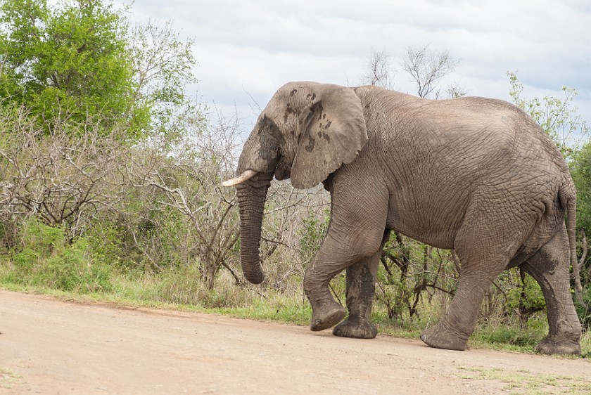 Hluhluwe-Imfolozi Game Reserve. Elephant. Imfolozi. .