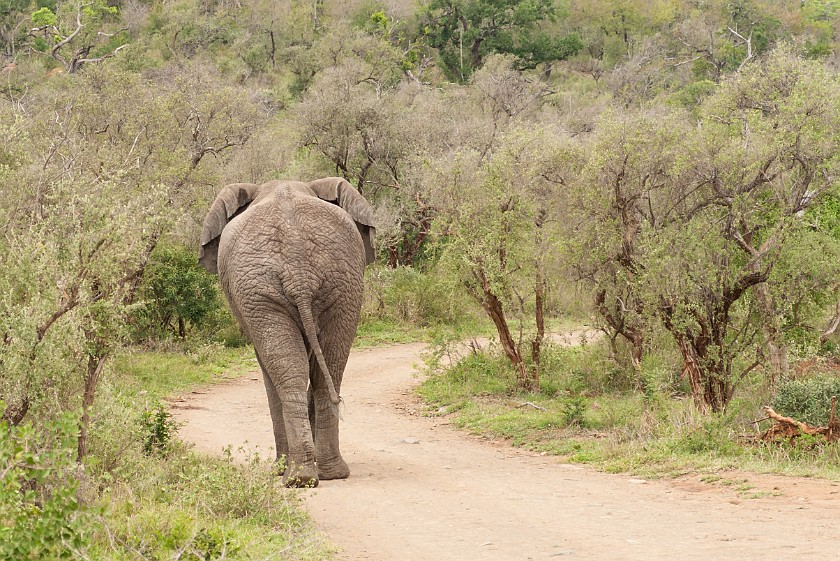Hluhluwe-Imfolozi Game Reserve. Elephant. Imfolozi. .
