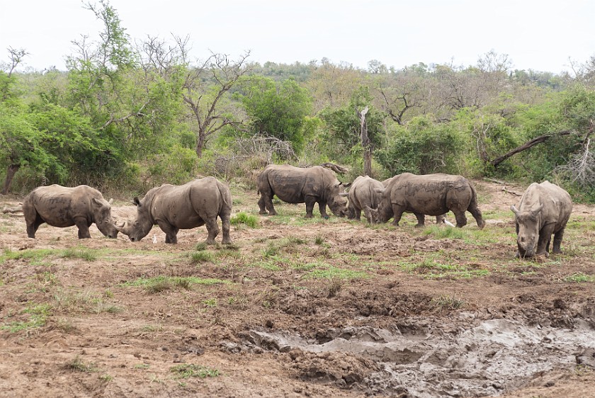 Hluhluwe-Imfolozi Game Reserve. White rhinoceros. Imfolozi. .