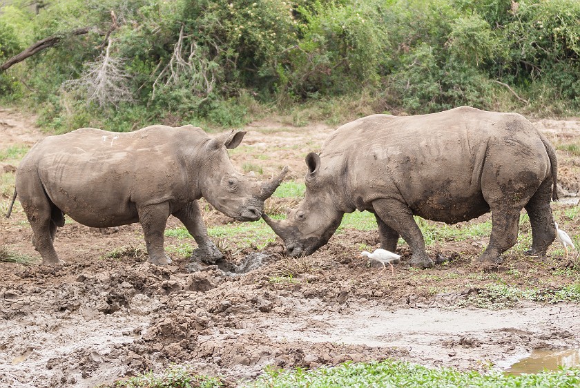 Hluhluwe-Imfolozi Game Reserve. White rhinoceros. Imfolozi. .