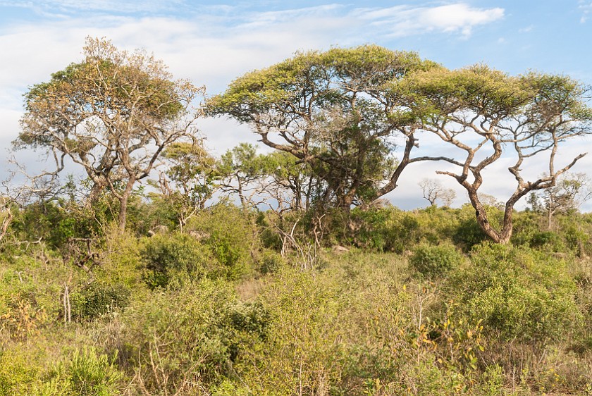 Hluhluwe-Imfolozi Game Reserve. Bush near Muntulu. Hluhluwe. .