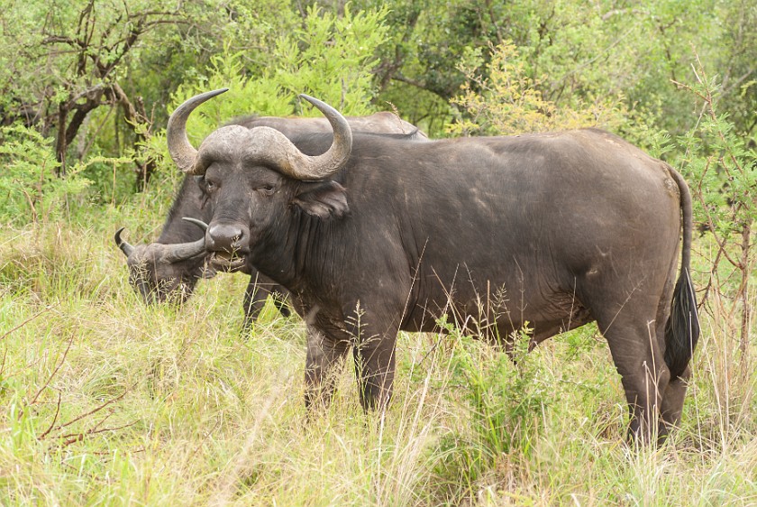 Hluhluwe-Imfolozi Game Reserve. Cape buffalos. Hluhluwe. .