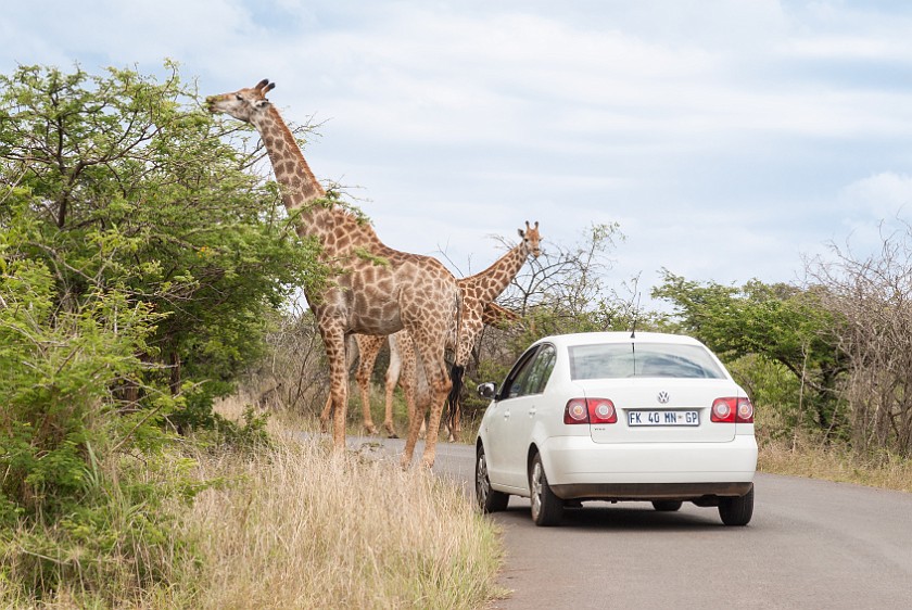 Hluhluwe-Imfolozi Game Reserve. Giraffes. Hluhluwe. .