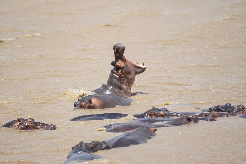 St. Lucia Estuary Boat Tour. Hippopotamus. St. Lucia. .