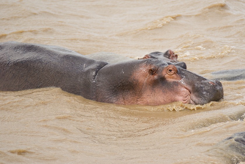 St. Lucia Estuary Boat Tour. Hippopotamus. St. Lucia. .