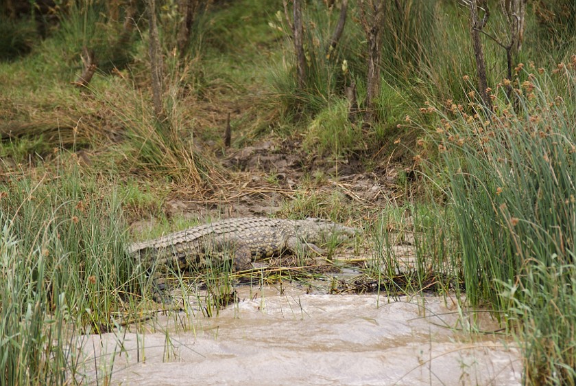 St. Lucia Estuary Boat Tour. Crocodile. St. Lucia. .