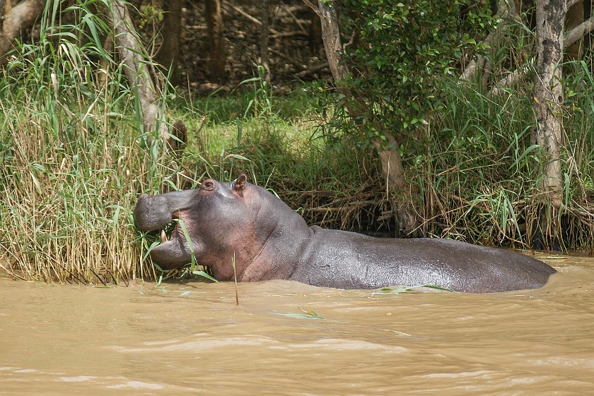 St. Lucia Estuary Boat Tour. Hippopotamus. St. Lucia. .